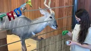 Como Live: Kudu