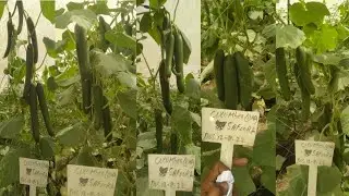 CKD cucumber hybrid veratiy SAFOORA Field visit Area Dahnot bahawelpur 
