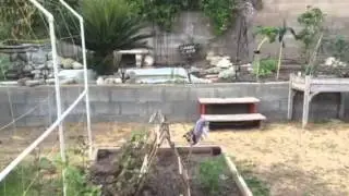April 2015 berry vine
