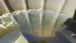 Isolation Outdoor Education: Mosquito Larva