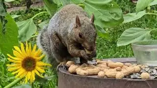 SquirreloVision! Sunless Sunday, in the yard with sparrows, blue jays and squirrels. 
