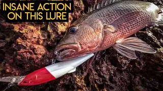 Best lure for mangrove jack & travelly