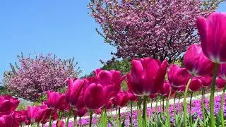八重桜咲く花郷Okada　癒しのタイム24