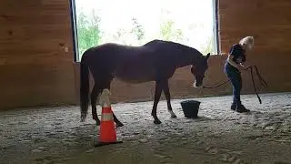Horse Agility Bloopers
