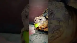 11 Aug #ourpet #best #sync #ever #comment #like #support #thanksforwatching #ytshorts