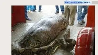 Pythonschlange frisst betrunkenen Mann in Indien