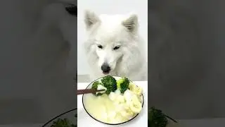 He&rsquo;s starving! #dog #dogsoftiktok #dogasmr #doglover #whattoeat #petfeed