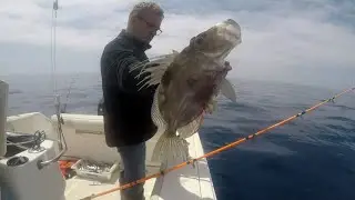 Tutorial pesca del gallo