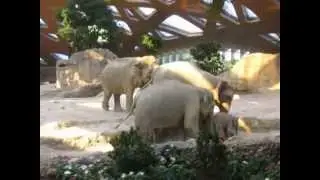 Ausrutscher von Baby Elefant Omysha - Zoo Zürich