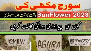 Sunflower Production Technology 2023.Subsidy on sunflower Seed Varieties.Best Seed for Sunflower
