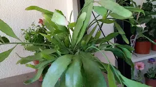 KARGO  ACILIMI BAKOKLU ,RIHIPSALIS RED ATLAS@ATLAS SEVERLER