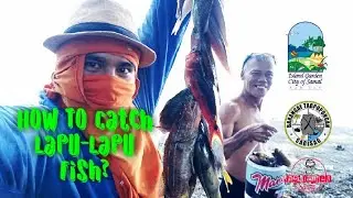 Samal Island Fishing techniques Lapu-lapu using Fish trap. 