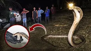 #Indian #sprectacled cobra snake Rescue contact 7396969617