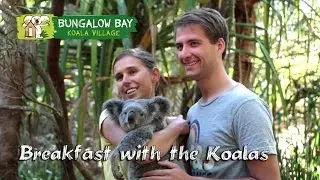 Bungalow Bay koala Village - Breakfast with the koalas