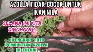 Tidak Semua Azolla disukai sama Ikan Nila