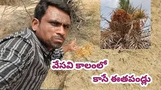 సహజంగా దొరికే ఈతపండ్లు, ఎవ్వరు మిస్ అవ్వకండి(Biggboss vihari)#trending#viralvedio#pusilla#eetapallu