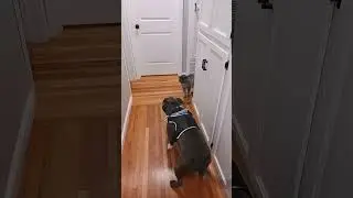cat stands his ground against pitbull