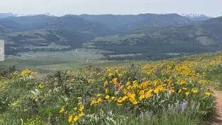 Hike at Lewis Butte, eastern Washington: birds, bees and butterflies, May 2023