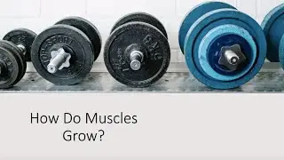 Mechanisms of Hypertrophy: What Builds Muscle?