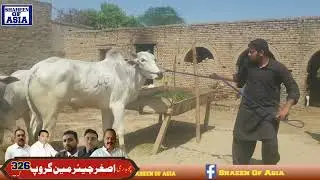 Chand Bail 151GB | Hafiz Umar | Ch Abdul Hameed Gujjar | Chak 151 | District Toba Tech Singh
