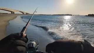 超最速直近情報📢1月18日(日)ガチリアル【浜名湖釣り】🎣