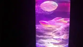 SALWITAY - An Oral History of the Whale Squid Planet
