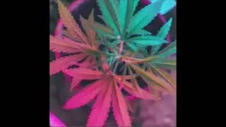 G the Writer- Grandma Song (Official Audio)