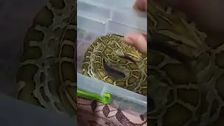 прощання з пітоном #животные #питон #аниме #фильмы #рек #minecraft #video #zoo #planetzoo #live