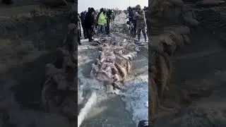 The Bite That Changed Everything 😳|| #shorts #trending #viral #fishing #fish #shortvideos #usa