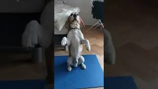 Talking beagle