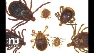 Keep your family safe from ticks this summer with these tips