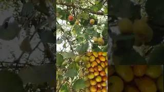 राजस्थानी बेर || plant and fruit | #homegardening #nature #flowers #shortsfeed #youtubeshorts #video