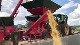 SILAGEM DE GR&Atilde;O UMIDO E REIDRATADO