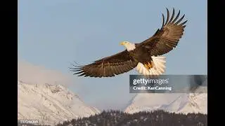 Roland Mousaa singing Eagle Woman music video