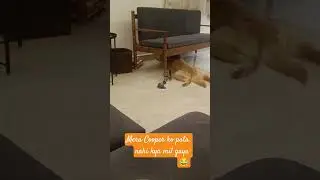 My Cooper ❤️😂 so cutee ❤️ #goldenretriever #pets #funny #petshub #doglove #cute #dogmom