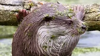 Elke Lelystedeling kan otter vinden binnen kilometer van zijn huis