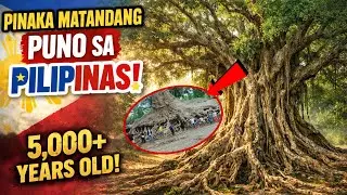 PINAKA MATANDANG PUNO SA BUONG PILIPINAS! | WOWMAZING STORIES