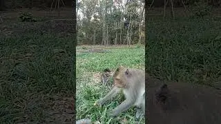 VID20240223164806original |monkey Angkor thom