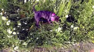 Fun With Wildflowers || Life of Bella