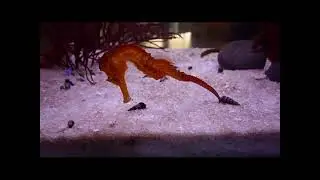 Thriller
