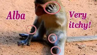 This is the evidence that Alba gets itchy! Red ants bite!