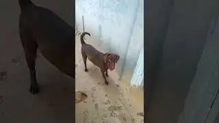 Potty training & Socializing of German shepherd & Labrador - Subramani & Aari