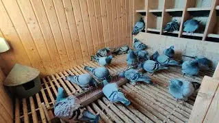 Informații columbofile de calitate pe YouTube - Rohnfried TV - FNCPR TV - Pigeon Pixels