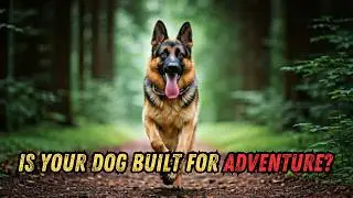 Top 10 Ultimate Dogs for Outdoor Adventures! 🌲🐕