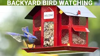 Backyard Bird Watching | Relaxing Bird Videos Heal Stress | Kingsyard Metal Mesh Feeder