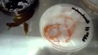 1150am incubator