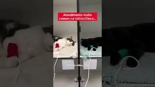 Gato babando igual vaca pastando n&atilde;o &eacute; normal&hellip;
