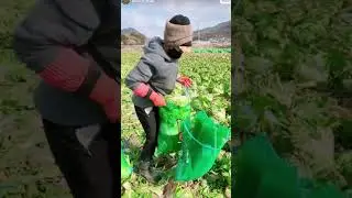 Technique for packing mustard greens using simple tools #farming #agriculture #shorts