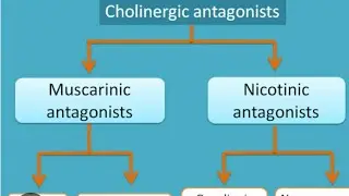 Cholinergic Antagonist: parasympatholytics | Autonomic pharmacology