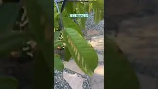 Pruning tip for a guava tree #fruittrees #permaculture #fruitgarden